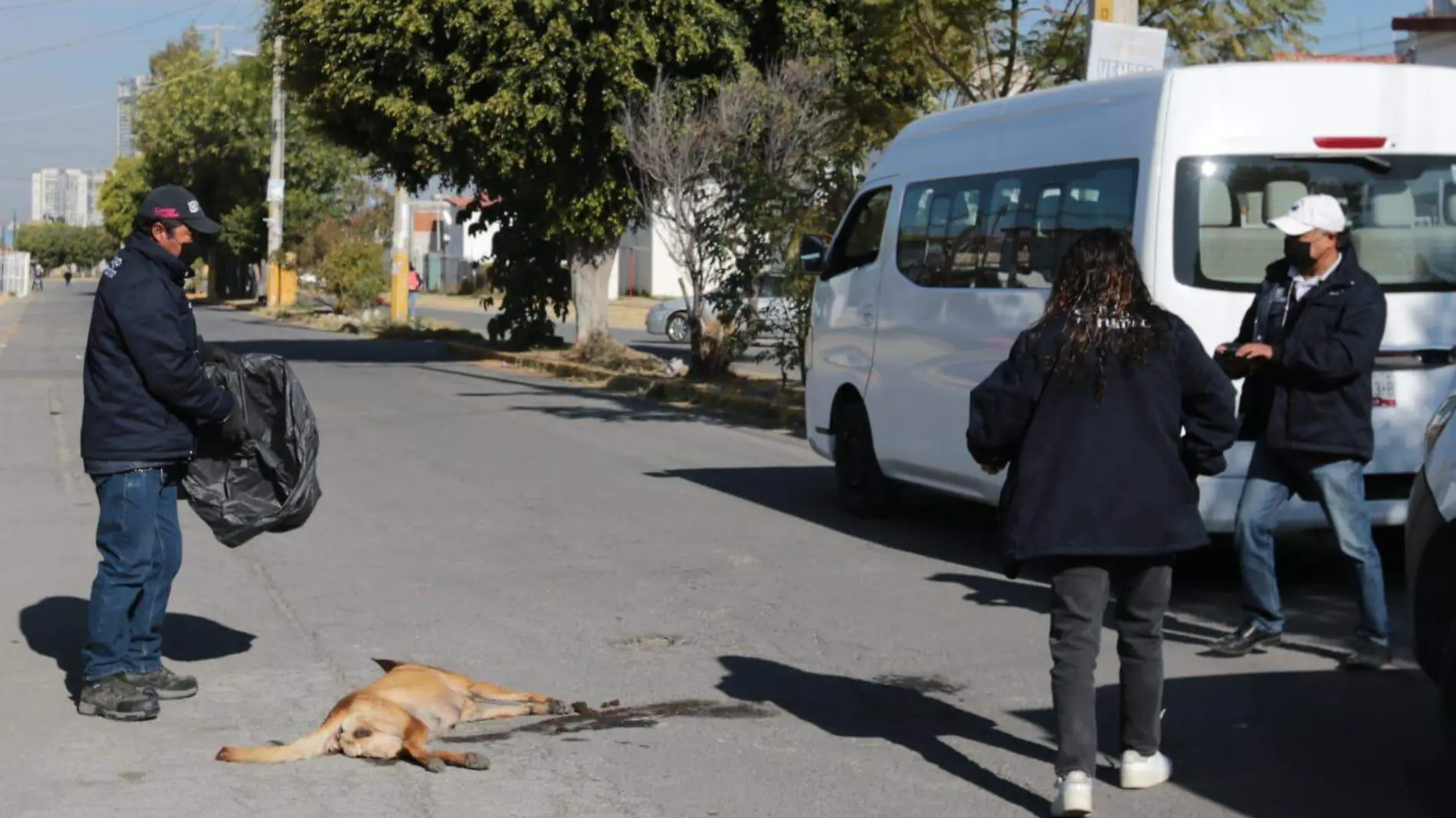 Envenenan a perros en Paseos de Castillotla, fraccionamiento de Puebla 2